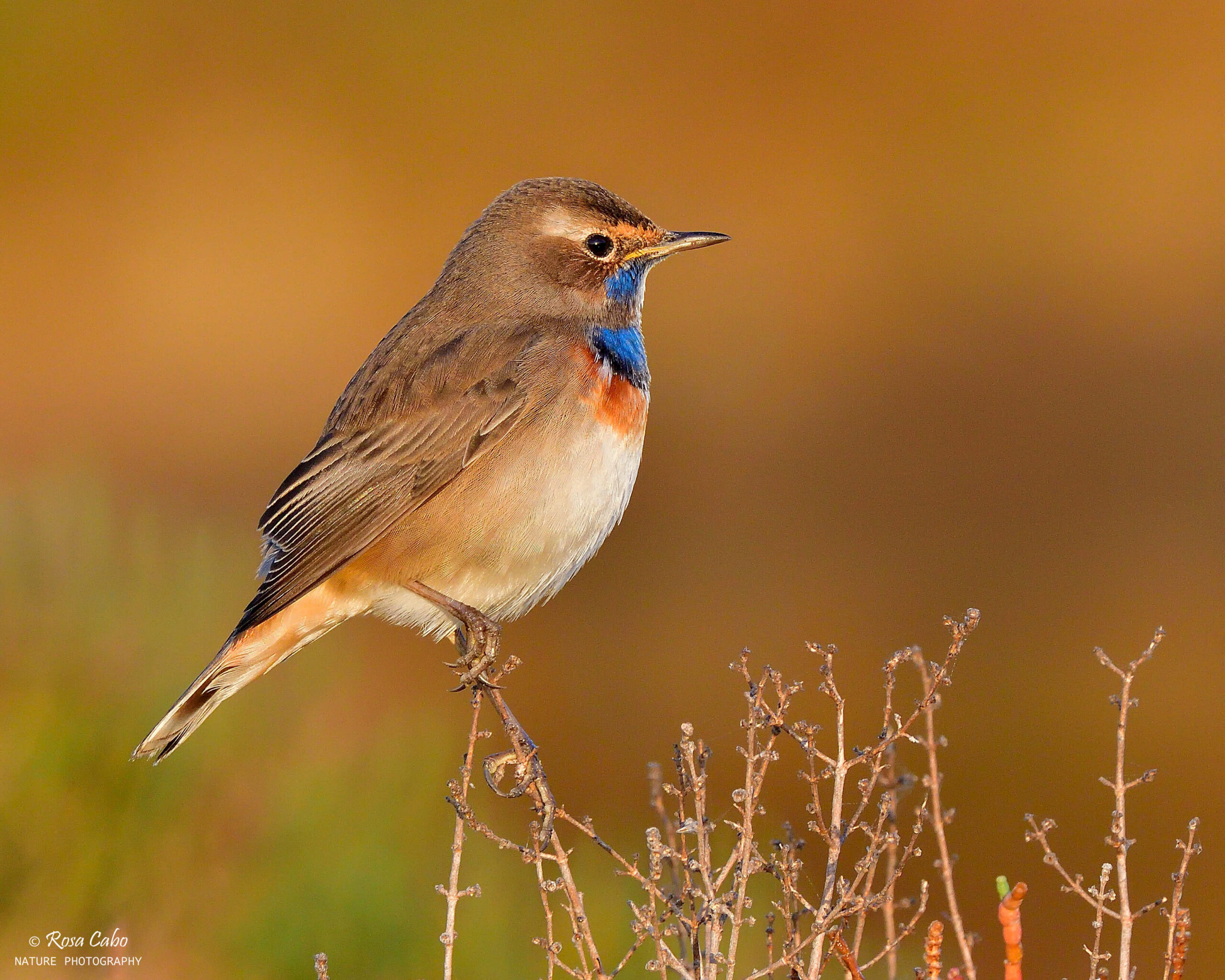 Anellament d'ocells - Imagen 3