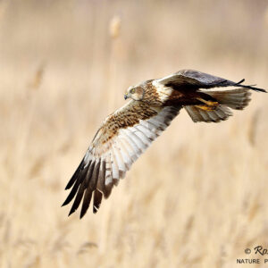 Sortida per aprendre a fotografiar ocells en vol