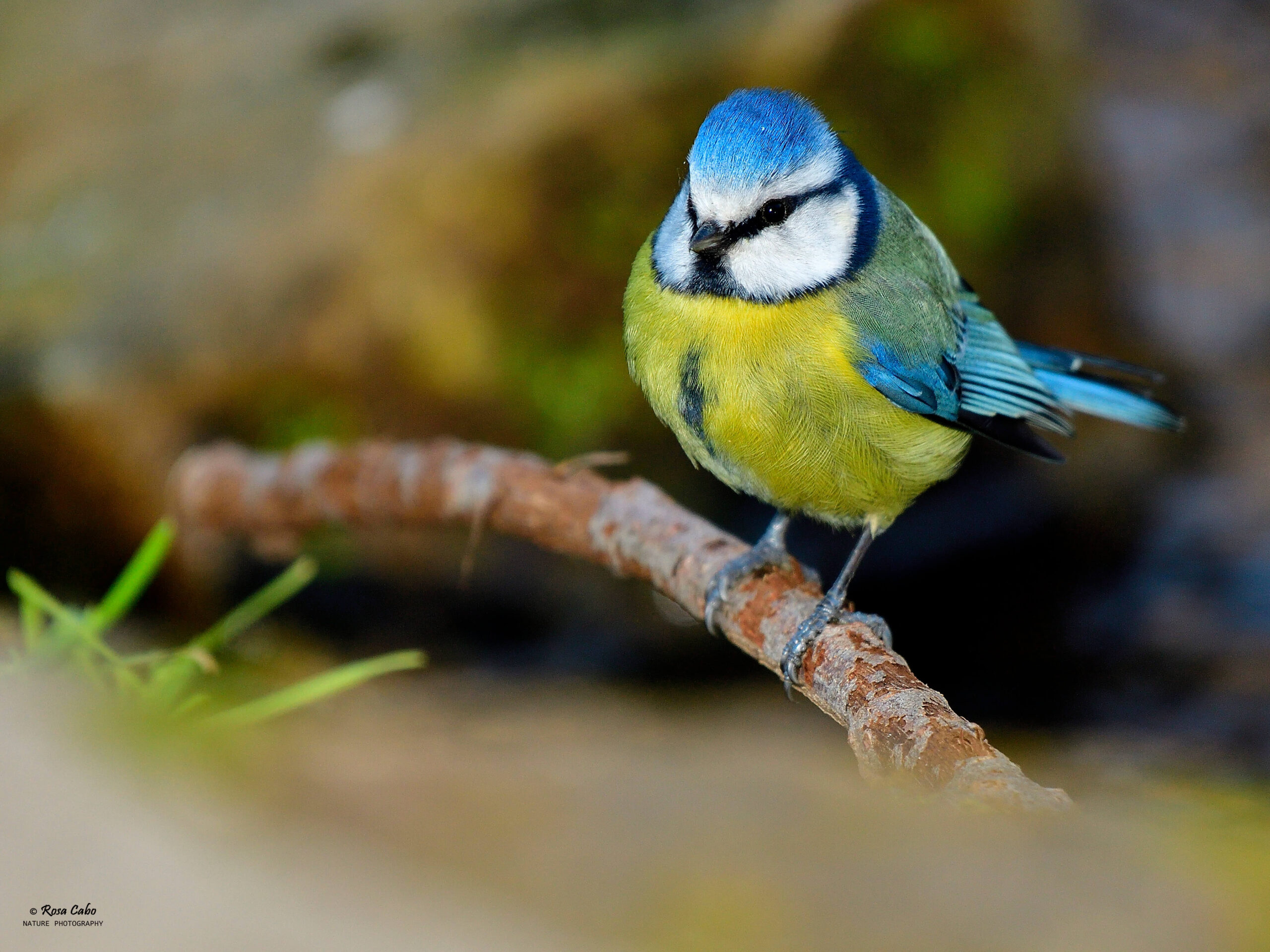 Anellament d'ocells - Imagen 2