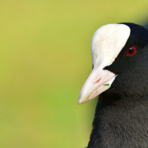 Sortida als Aiguamolls de l'Empordà