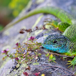Macrofotografia d'invertebrats i herpetològica