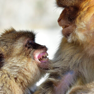 Sortida a Gibraltar, Parc de L'Estret i Doñana