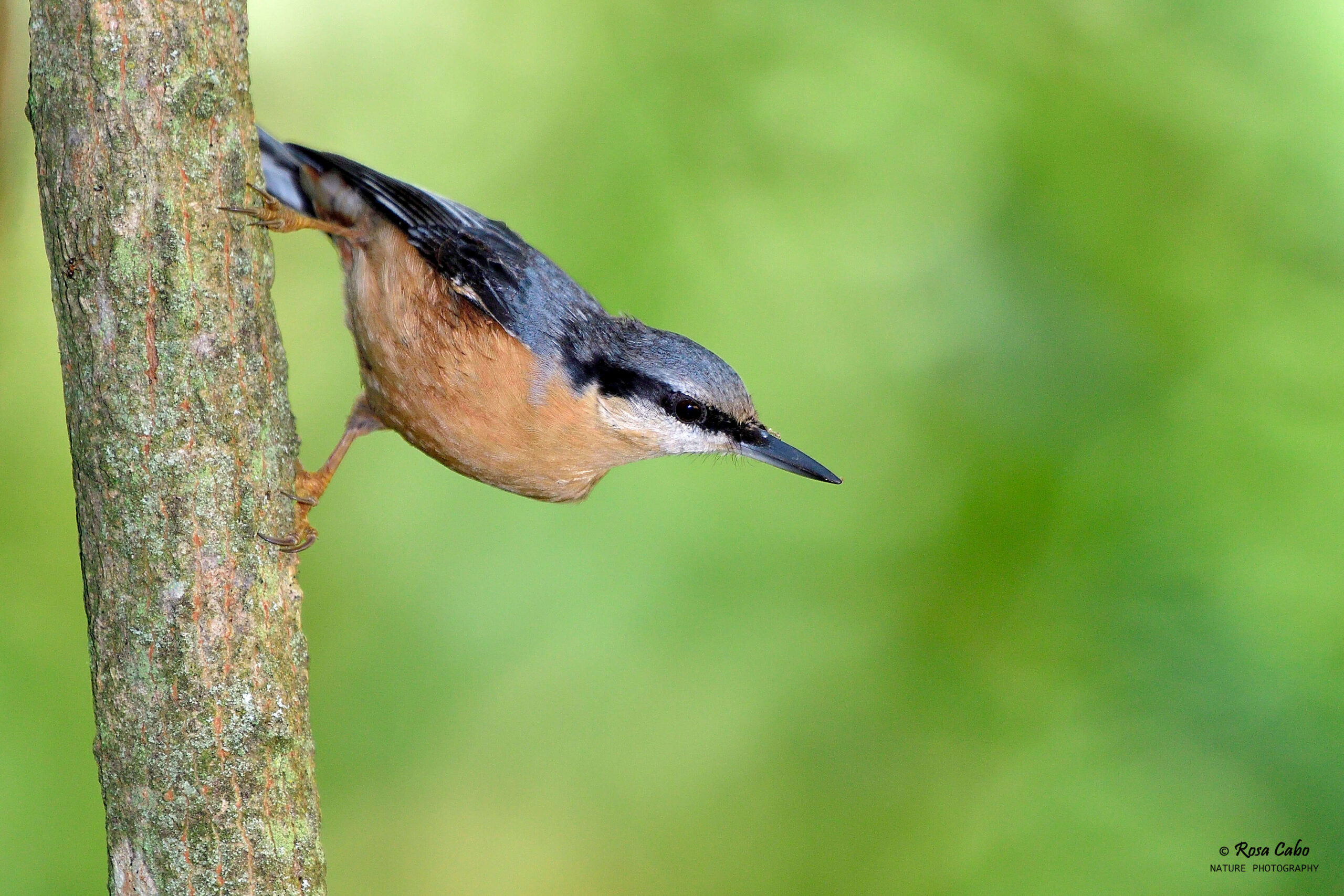 Anellament d'ocells - Imagen 4